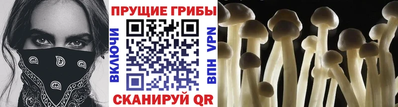 Псилоцибиновые грибы прущие грибы  Купить где  Дербент 